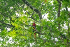 1_El-ave-de-la-imagen-es-un-guacamayo-rojo-tambien-conocido-como-lapa-roja-Ara-macao-3