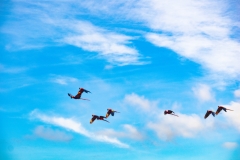 1_El-ave-de-la-imagen-es-un-guacamayo-rojo-tambien-conocido-como-lapa-roja-Ara-macao-4