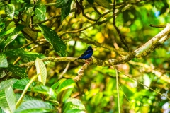1_Mielero-patirrojo-Cyanerpes-cyaneus-17