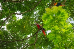 2_El-ave-de-la-imagen-es-un-guacamayo-rojo-tambien-conocido-como-lapa-roja-Ara-macao-4