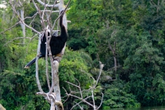 Anhinga-Anhinga-anhinga-1