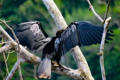 Anhinga-Anhinga-anhinga-2