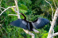 Anhinga-Anhinga-anhinga-3