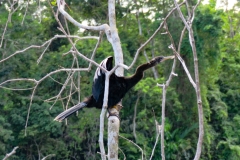 Anhinga-Anhinga-anhinga-4