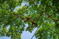 El-ave-de-la-imagen-es-un-guacamayo-rojo-tambien-conocido-como-lapa-roja-Ara-macao-3