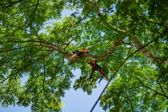 El-ave-de-la-imagen-es-un-guacamayo-rojo-tambien-conocido-como-lapa-roja-Ara-macao-4