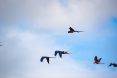 El-ave-de-la-imagen-es-un-guacamayo-rojo-tambien-conocido-como-lapa-roja-Ara-macao-7