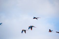 El-ave-de-la-imagen-es-un-guacamayo-rojo-tambien-conocido-como-lapa-roja-Ara-macao-8