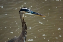 Gran-Garza-Azul-Ardea-herodias-1