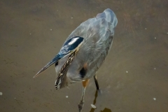Gran-Garza-Azul-Ardea-herodias-3