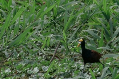 Jacana-nortena-Jacana-spinosa-Gallito-de-agua-en-Costa-Rica