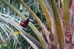 Oropendola-de-Montezuma-Psarocolius-montezuma