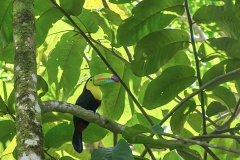 Tucan-Pico-Iris-Ramphastos-sulfuratus-1