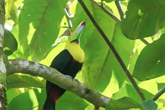 Tucan-Pico-Iris-Ramphastos-sulfuratus-2