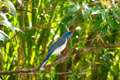 Urraca-Hermosa-Cariblanca-Calocitta-formosa-Parque-Nacional-Arenal-20