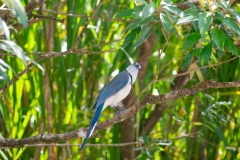 Urraca-Hermosa-Cariblanca-Calocitta-formosa-Parque-Nacional-Arenal-22