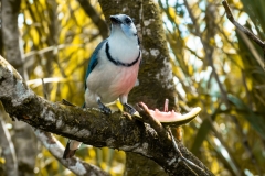 Urraca-Hermosa-Cariblanca-Calocitta-formosa-Parque-Nacional-Arenal-27