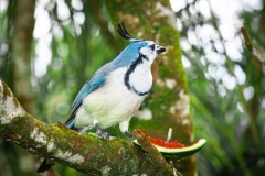 Urraca-Hermosa-Cariblanca-Calocitta-formosa-Parque-Nacional-Arenal-30