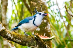 Urraca-Hermosa-Cariblanca-Calocitta-formosa-Parque-Nacional-Arenal-32