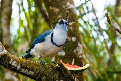 Urraca-Hermosa-Cariblanca-Calocitta-formosa-Parque-Nacional-Arenal-33