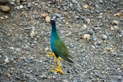 gallareta-morada-Porphyrio-martinica-2