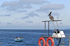 pelicano-pardo-Pelecanus-occidentalis-2-scaled