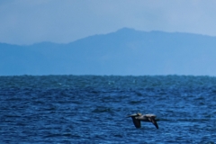 pelicano-pardo-Pelecanus-occidentalis-2