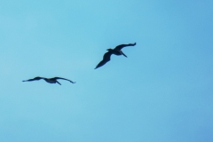 pelicano-pardo-Pelecanus-occidentalis-4