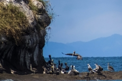 pelicano-pardo-Pelecanus-occidentalis-9