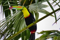 tucan-pico-iris-Ramphastos-sulfuratus-3