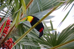 tucan-pico-iris-Ramphastos-sulfuratus