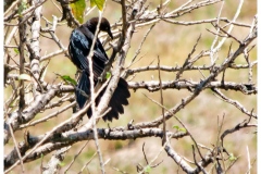 zanate-Quiscalus-mexicanus