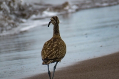 zarapito-trinador-Numenius-phaeopus-2