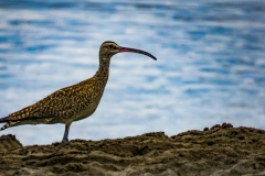zarapito-trinador-Numenius-phaeopus-3