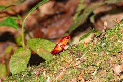 Esta-imagen-muestra-una-ranita-venenosa-de-dardo-rojo-cientificamente-Oophaga-pumilio-1