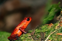 Esta-imagen-muestra-una-ranita-venenosa-de-dardo-rojo-cientificamente-Oophaga-pumilio-2