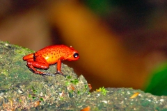 Esta-imagen-muestra-una-ranita-venenosa-de-dardo-rojo-cientificamente-Oophaga-pumilio-3