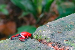 Esta-imagen-muestra-una-ranita-venenosa-de-dardo-rojo-cientificamente-Oophaga-pumilio-5
