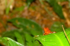 Esta-imagen-muestra-una-ranita-venenosa-de-dardo-rojo-cientificamente-Oophaga-pumilio-6