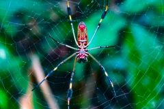 arana-de-seda-dorada-Trichonephila-clavipes