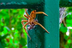 arana-errante-Cupiennius-salei