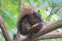 ardilla-de-cola-roja-Sciurus-granatensis