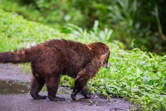 coati-de-nariz-blanca-pizote-en-Costa-Rica-13