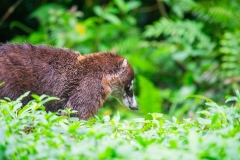 coati-de-nariz-blanca-pizote-en-Costa-Rica-20