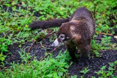 coati-de-nariz-blanca-pizote-en-Costa-Rica-23