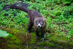 coati-de-nariz-blanca-pizote-en-Costa-Rica-26