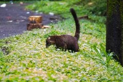 coati-de-nariz-blanca-pizote-en-Costa-Rica-3