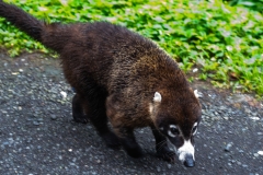 coati-de-nariz-blanca-pizote-en-Costa-Rica-5