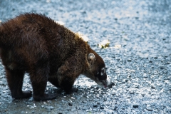 coati-de-nariz-blanca-pizote-en-Costa-Rica-7