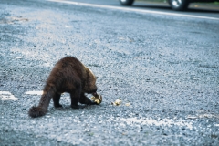 coati-de-nariz-blanca-pizote-en-Costa-Rica-8
